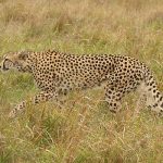 Perbedaan Cheetah Asia dan Afrika
