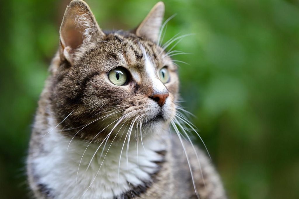 Fakta Menarik tentang Bulu Kucing Rumah