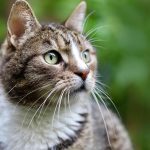 Fakta Menarik tentang Bulu Kucing Rumah