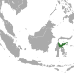 5 Fakta Menarik Tarsius Dian, Primata Khas Indonesia!