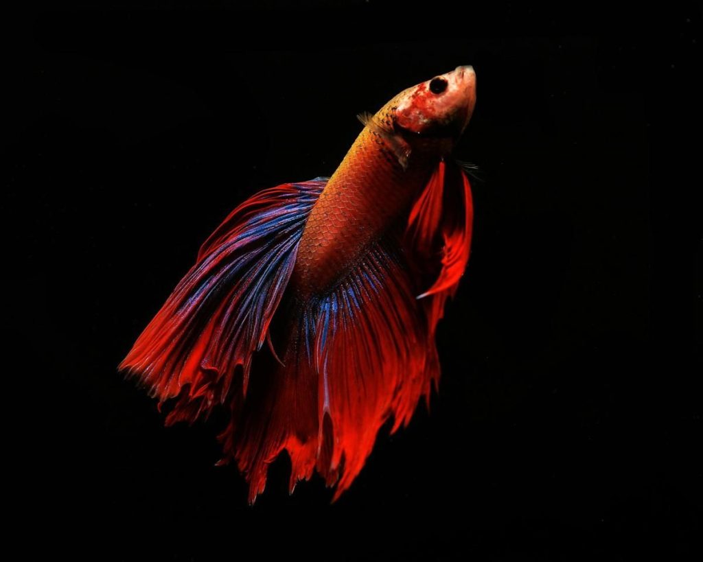 6 Fakta Menarik Otak Ikan Cupang yang Jarang Diketahui